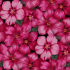 bloemen-1087