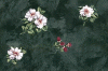 bloemen-986