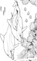 dolphin 04
